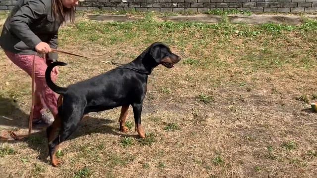 ДОБЕРМАН СТОИТ! Моя идеальная собака / Доберман в стойке / Ринговка / Doberman Best Doberman