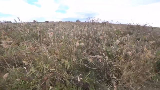 Дефф и Алтай показали Баю как надо прыгать в багажник! Охота, Перепелка и Фазан! смотреть онлайн