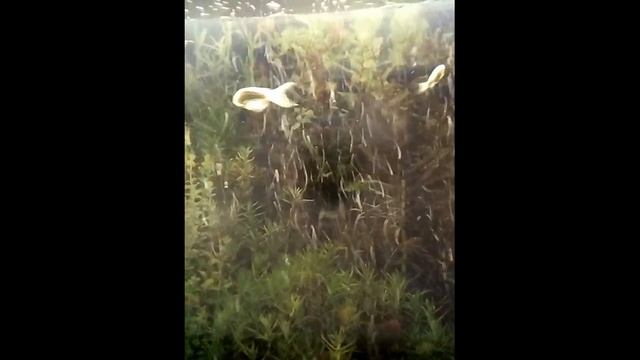 Неоны аквариумные рыбки слушаем и запоминаем под музыку смотреть онлайн