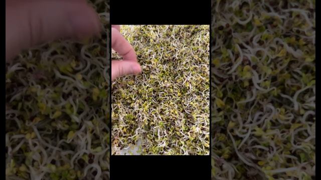 Микрозелень в банке