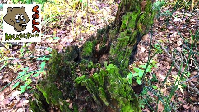 Пихтовое масло смотреть онлайн