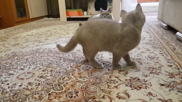 #49 Британские будни кошек. Часть 3 (#британские #кошки #happy #cats #Сара #Соня #Sara #Sonya) смотреть онлайн