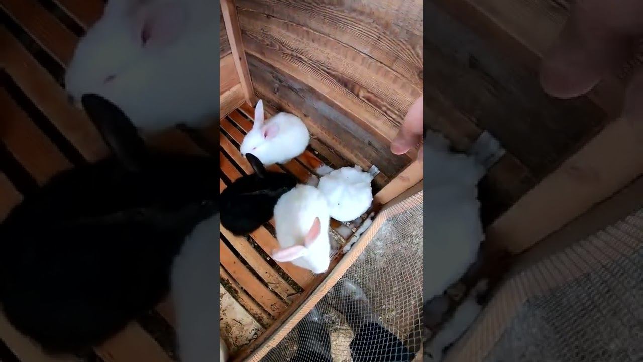 Крольчата переехали смотреть онлайн