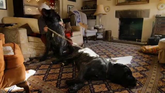 Mastiff owner using Purina Pro Plan Robust смотреть онлайн