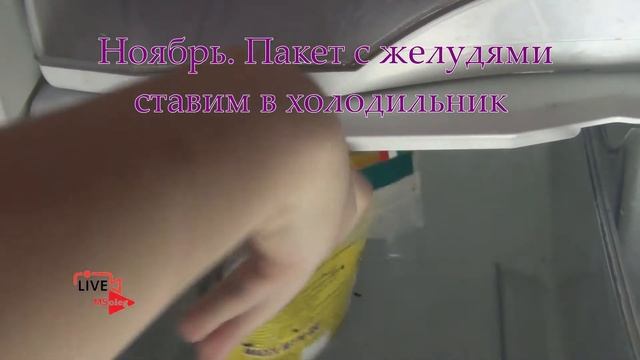 Хранение желудей зимой в холодильнике. Стратификация дуба в домашних условиях смотреть онлайн