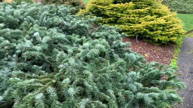 Abies amabilis 'Spreading Star' Pacific Silver Fir | Stunning Color and texture on this conifer! смотреть онлайн