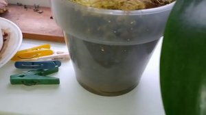 Мой полив ОРХИДЕЙ с Эпином для роста корней