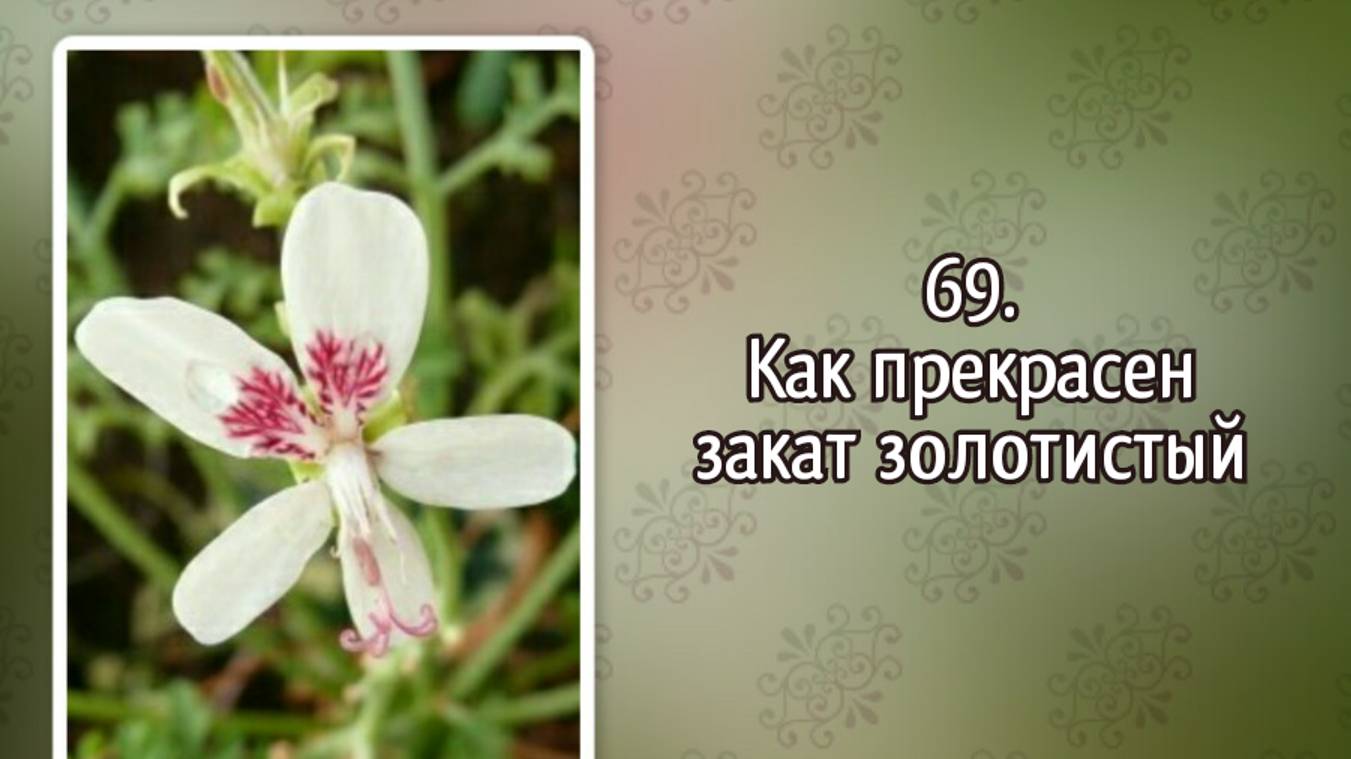 Гимны надежды 69 Как прекрасен закат золотистый (-) смотреть онлайн