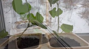 Я вырастил дыню дома