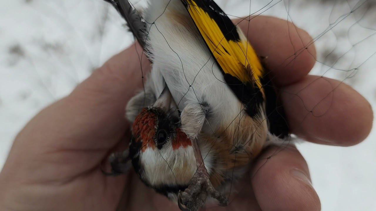 Ловля птиц 1 января 2022 год смотреть онлайн