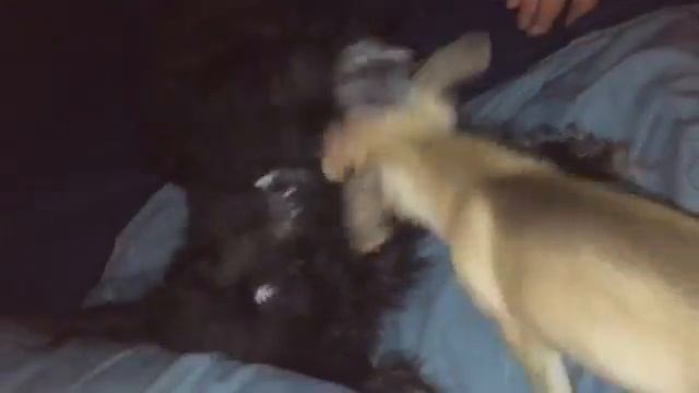 Dog fight so cute смотреть онлайн