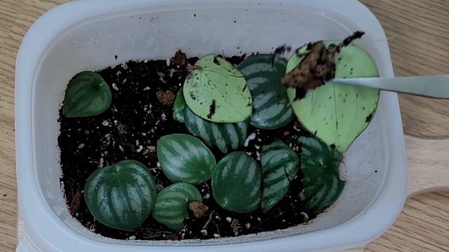 관엽식물 페페로미아 종류 키우기