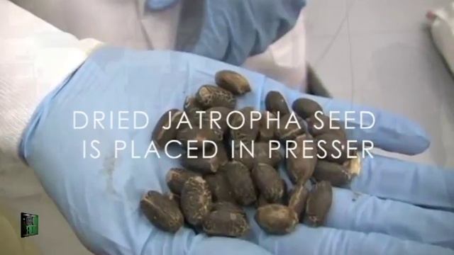 Jatropha Curcas as Biofuel смотреть онлайн