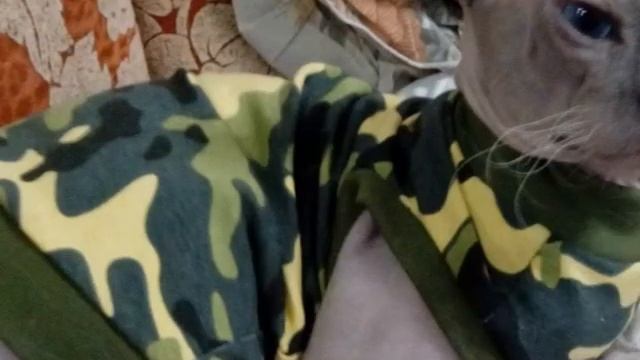 Крутые идеи.Одежка для сфинксов. смотреть онлайн