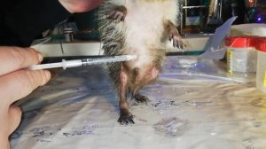 ППЇ: Как определить пол ежа?