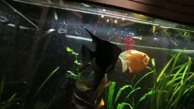 Кормление мотылем смотреть онлайн