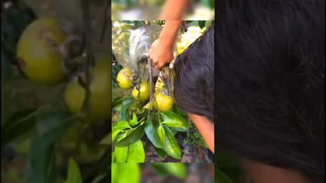 Такого фрукта Вы ещё не видели. Это чёрная сапота, которая растёт в Центральной Америке. смотреть онлайн