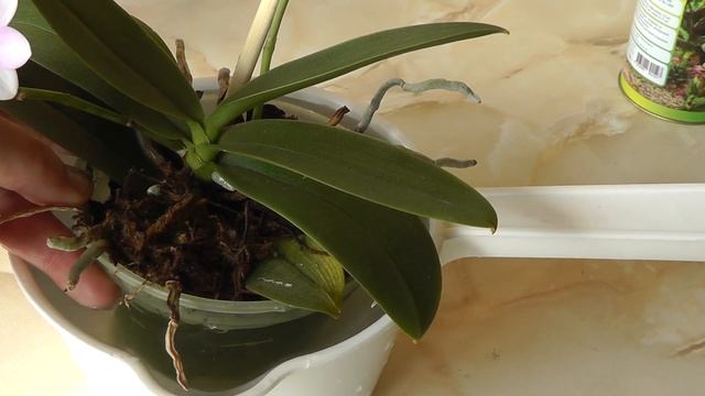 как и когда я удобряю свои орхидеи. когда удобрять орхидеи смотреть онлайн