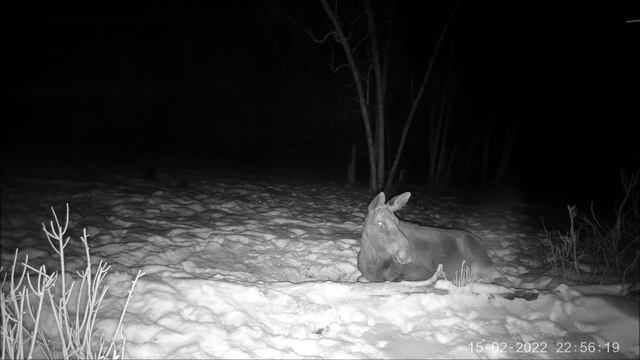 Как ведут себя лоси на солонце. How Moose Behave On The Salt Lake. Wie Sie Sich Im Wald Verhalten.