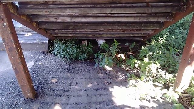 Life of little kittens under the stairs # Бездомные котята под лестницей смотреть онлайн