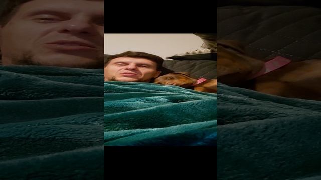 мой доберман Julia #doberman