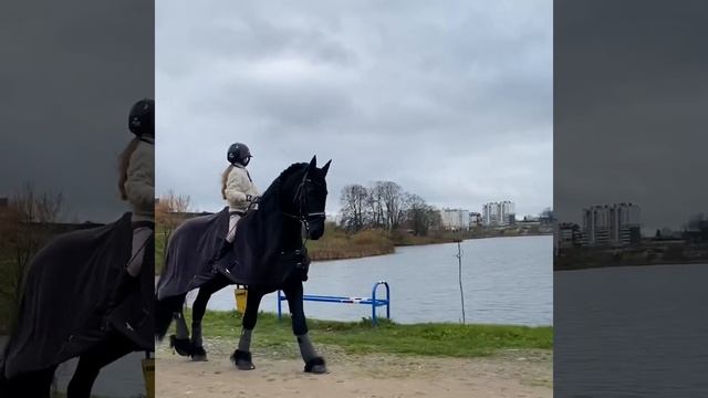 Фризская порода лошади Friesian horse @natalinauma смотреть онлайн