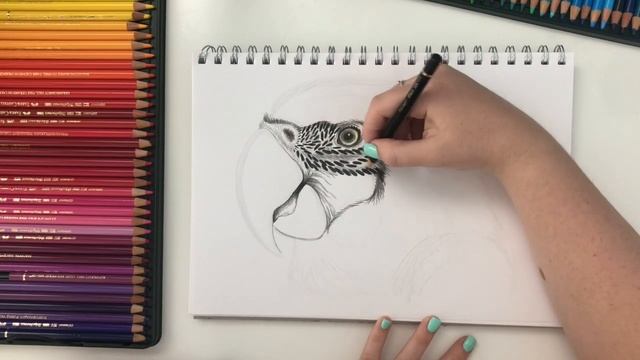 HOW TO DRAW A REALISTIC MACAW | drawing feather textures with coloured pencils смотреть онлайн