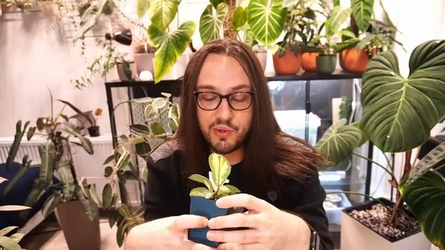 Silver Hoya Collection & Growing Tips!