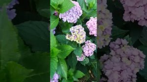 Гортезия крупнолистная Тугезе