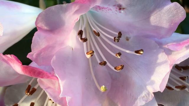 Rhododendron 'virginia richards' - flowers close up - March 2018 смотреть онлайн