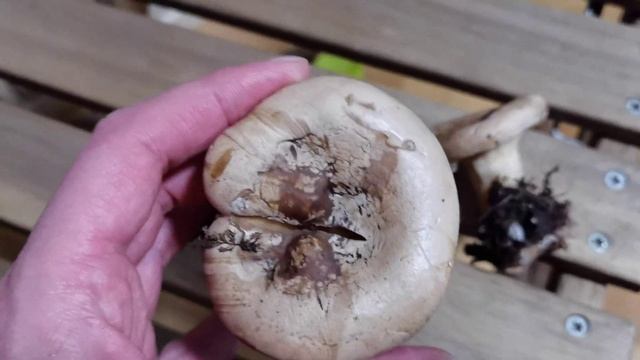 El sabroso Clitocybe pardo de encinar: Clitocybe alexandrii смотреть онлайн