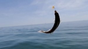 Рыбалка на Чёрном море на отводной поводок: барабуля и бычок