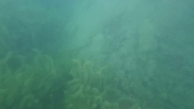 Подводная съёмка на GoPro HERO10 Black смотреть онлайн