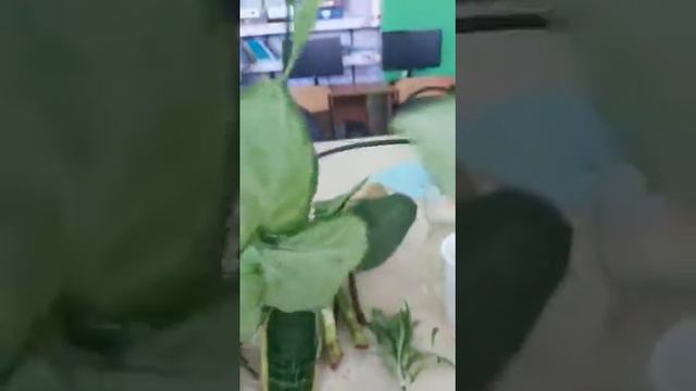 Бөлме гүлдерін көбейту. Күтім жасау. смотреть онлайн
