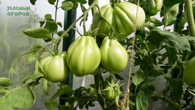 Томату ПУЗАТА ХАТА 100 дней! Обзор сортов ТОМАТОВ! смотреть онлайн