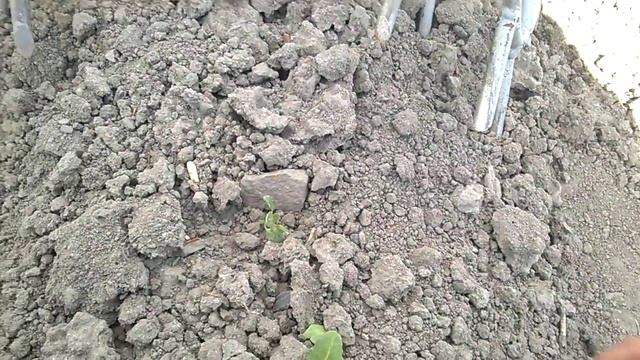 Почему ежики лучше плоскорезов при прополке картофеля? смотреть онлайн