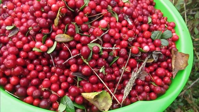 # Будет ли брусника в этом году 29.08.19 смотреть онлайн