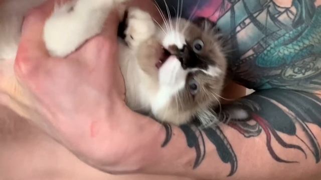 кошка рычит...и гавкает смотреть онлайн