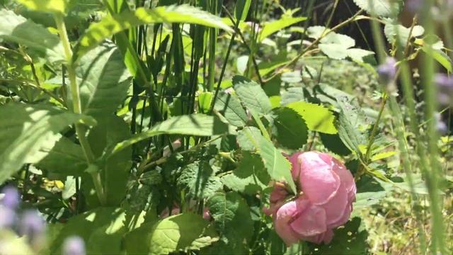 Роза канадская парковая ??? смотреть онлайн