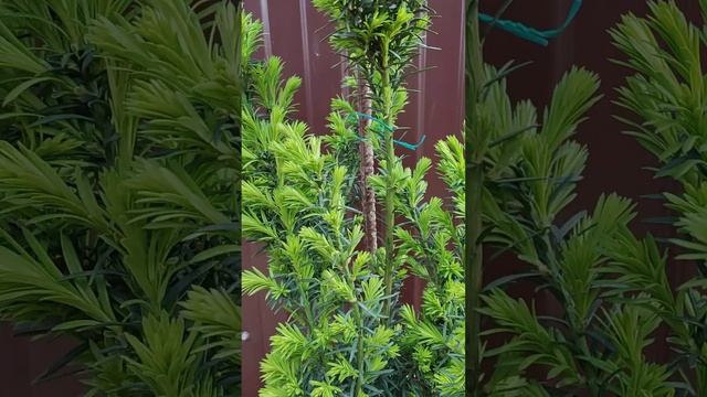 клумба с хвойничками, хостами и гейхерами, на Юге. . 03.05.2023г. часть 4 смотреть онлайн