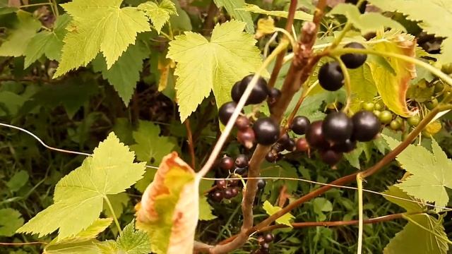 Black currant ripens. Созревает чёрная смородина. смотреть онлайн