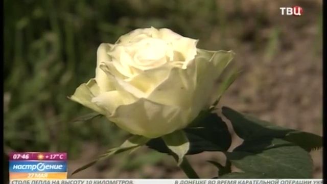 Защита роз от болезней и тли смотреть онлайн