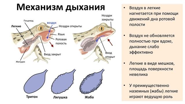 13.1 Земноводные часть I (7 класс) - биология, подготовка к ЕГЭ и ОГЭ 2018 смотреть онлайн