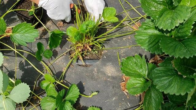 Конструктор Мечты