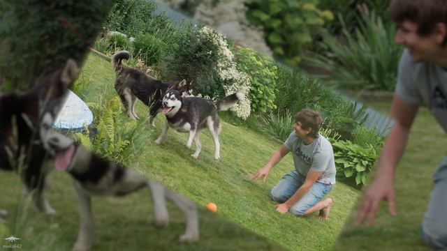 Сибирские Хаски и дети (4K UHD фото и видео) смотреть онлайн