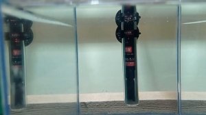 Тернеция глофиш Личинка Малек Первые дни жизни