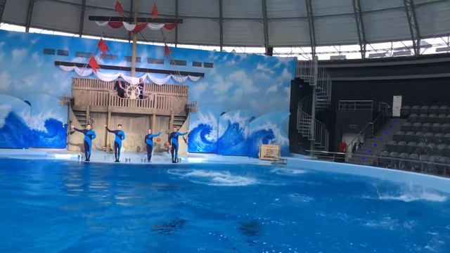 Дельфиния🐬Полет дельфинов, класс 🙌 смотреть онлайн