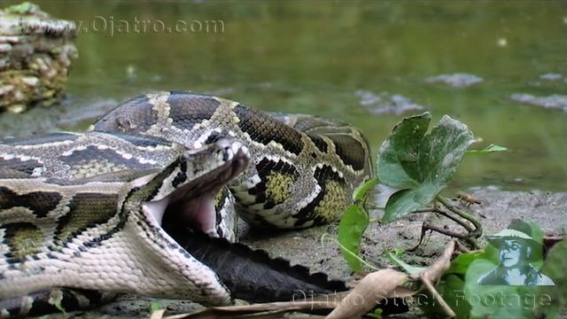 Python Eats Alligator 01 - Stock Footage смотреть онлайн