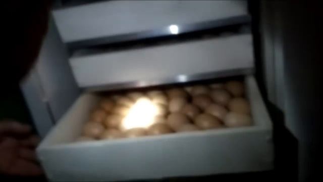 Как развивается эмбрион куриного яйца по суткам | СЕКРЕТЫ ИНКУБАЦИИ смотреть онлайн