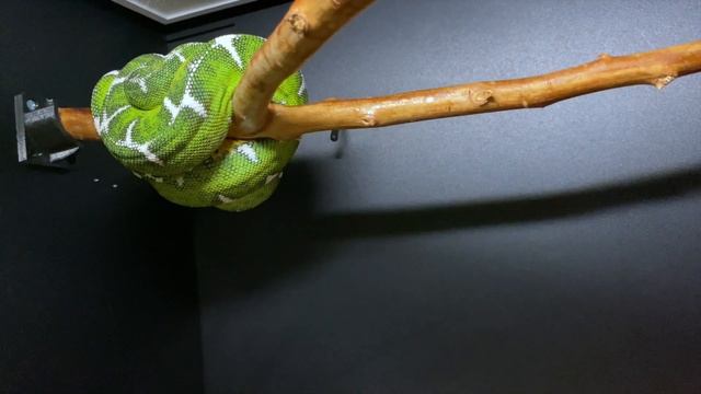 Green Tree Python Collection + breeding updates смотреть онлайн